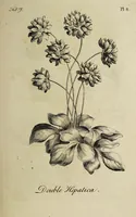 Picture 10 of 71 from The florist : containing sixty plates of the most beautiful flowers regularly dispos'd in their succession of blowing. To which is added an accurate description of their colours, with instructions for drawing & painting them according to nature : being a new work intended for the use & amusement of gentlemen and ladies delighting in that art. (1760), leaf 17