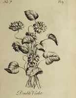 Picture 11 of 71 from The florist : containing sixty plates of the most beautiful flowers regularly dispos'd in their succession of blowing. To which is added an accurate description of their colours, with instructions for drawing & painting them according to nature : being a new work intended for the use & amusement of gentlemen and ladies delighting in that art. (1760), leaf 19