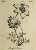 Picture 12 of 71 from The florist : containing sixty plates of the most beautiful flowers regularly dispos'd in their succession of blowing. To which is added an accurate description of their colours, with instructions for drawing & painting them according to nature : being a new work intended for the use & amusement of gentlemen and ladies delighting in that art. (1760), leaf 21