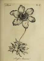 An illustration from The florist : containing sixty plates of the most beautiful flowers regularly dispos'd in their succession of blowing. To which is added an accurate description of their colours, with instructions for drawing & painting them according to nature : being a new work intended for the use & amusement of gentlemen and ladies delighting in that art. (1760)