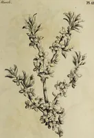 An illustration from The florist : containing sixty plates of the most beautiful flowers regularly dispos'd in their succession of blowing. To which is added an accurate description of their colours, with instructions for drawing & painting them according to nature : being a new work intended for the use & amusement of gentlemen and ladies delighting in that art. (1760)