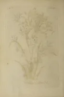 Picture 15 of 71 from The florist : containing sixty plates of the most beautiful flowers regularly dispos'd in their succession of blowing. To which is added an accurate description of their colours, with instructions for drawing & painting them according to nature : being a new work intended for the use & amusement of gentlemen and ladies delighting in that art. (1760), leaf 26