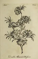Picture 17 of 71 from The florist : containing sixty plates of the most beautiful flowers regularly dispos'd in their succession of blowing. To which is added an accurate description of their colours, with instructions for drawing & painting them according to nature : being a new work intended for the use & amusement of gentlemen and ladies delighting in that art. (1760), leaf 29