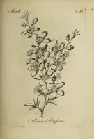 Picture 18 of 71 from The florist : containing sixty plates of the most beautiful flowers regularly dispos'd in their succession of blowing. To which is added an accurate description of their colours, with instructions for drawing & painting them according to nature : being a new work intended for the use & amusement of gentlemen and ladies delighting in that art. (1760), leaf 31