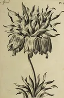Picture 19 of 71 from The florist : containing sixty plates of the most beautiful flowers regularly dispos'd in their succession of blowing. To which is added an accurate description of their colours, with instructions for drawing & painting them according to nature : being a new work intended for the use & amusement of gentlemen and ladies delighting in that art. (1760), leaf 33