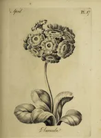 Picture 20 of 71 from The florist : containing sixty plates of the most beautiful flowers regularly dispos'd in their succession of blowing. To which is added an accurate description of their colours, with instructions for drawing & painting them according to nature : being a new work intended for the use & amusement of gentlemen and ladies delighting in that art. (1760), leaf 35