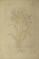 Picture 21 of 71 from The florist : containing sixty plates of the most beautiful flowers regularly dispos'd in their succession of blowing. To which is added an accurate description of their colours, with instructions for drawing & painting them according to nature : being a new work intended for the use & amusement of gentlemen and ladies delighting in that art. (1760), leaf 36