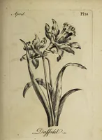 Picture 22 of 71 from The florist : containing sixty plates of the most beautiful flowers regularly dispos'd in their succession of blowing. To which is added an accurate description of their colours, with instructions for drawing & painting them according to nature : being a new work intended for the use & amusement of gentlemen and ladies delighting in that art. (1760), leaf 37