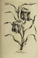 Picture 23 of 71 from The florist : containing sixty plates of the most beautiful flowers regularly dispos'd in their succession of blowing. To which is added an accurate description of their colours, with instructions for drawing & painting them according to nature : being a new work intended for the use & amusement of gentlemen and ladies delighting in that art. (1760), leaf 39