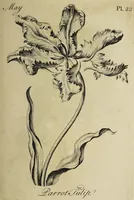 Picture 26 of 71 from The florist : containing sixty plates of the most beautiful flowers regularly dispos'd in their succession of blowing. To which is added an accurate description of their colours, with instructions for drawing & painting them according to nature : being a new work intended for the use & amusement of gentlemen and ladies delighting in that art. (1760), leaf 45