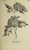 An illustration from The florist : containing sixty plates of the most beautiful flowers regularly dispos'd in their succession of blowing. To which is added an accurate description of their colours, with instructions for drawing & painting them according to nature : being a new work intended for the use & amusement of gentlemen and ladies delighting in that art. (1760)