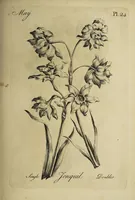 Picture 28 of 71 from The florist : containing sixty plates of the most beautiful flowers regularly dispos'd in their succession of blowing. To which is added an accurate description of their colours, with instructions for drawing & painting them according to nature : being a new work intended for the use & amusement of gentlemen and ladies delighting in that art. (1760), leaf 49