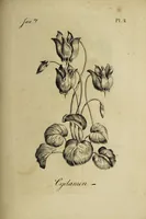 Picture 3 of 71 from The florist : containing sixty plates of the most beautiful flowers regularly dispos'd in their succession of blowing. To which is added an accurate description of their colours, with instructions for drawing & painting them according to nature : being a new work intended for the use & amusement of gentlemen and ladies delighting in that art. (1760), leaf 5