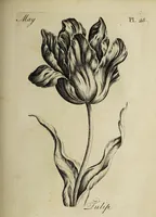 Picture 30 of 71 from The florist : containing sixty plates of the most beautiful flowers regularly dispos'd in their succession of blowing. To which is added an accurate description of their colours, with instructions for drawing & painting them according to nature : being a new work intended for the use & amusement of gentlemen and ladies delighting in that art. (1760), leaf 51