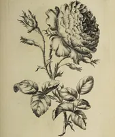 An illustration from The florist : containing sixty plates of the most beautiful flowers regularly dispos'd in their succession of blowing. To which is added an accurate description of their colours, with instructions for drawing & painting them according to nature : being a new work intended for the use & amusement of gentlemen and ladies delighting in that art. (1760)