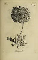Picture 32 of 71 from The florist : containing sixty plates of the most beautiful flowers regularly dispos'd in their succession of blowing. To which is added an accurate description of their colours, with instructions for drawing & painting them according to nature : being a new work intended for the use & amusement of gentlemen and ladies delighting in that art. (1760), leaf 55
