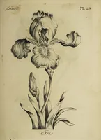 Picture 33 of 71 from The florist : containing sixty plates of the most beautiful flowers regularly dispos'd in their succession of blowing. To which is added an accurate description of their colours, with instructions for drawing & painting them according to nature : being a new work intended for the use & amusement of gentlemen and ladies delighting in that art. (1760), leaf 57