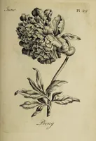 Picture 34 of 71 from The florist : containing sixty plates of the most beautiful flowers regularly dispos'd in their succession of blowing. To which is added an accurate description of their colours, with instructions for drawing & painting them according to nature : being a new work intended for the use & amusement of gentlemen and ladies delighting in that art. (1760), leaf 59