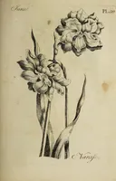 An illustration from The florist : containing sixty plates of the most beautiful flowers regularly dispos'd in their succession of blowing. To which is added an accurate description of their colours, with instructions for drawing & painting them according to nature : being a new work intended for the use & amusement of gentlemen and ladies delighting in that art. (1760)