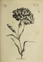 Picture 37 of 71 from The florist : containing sixty plates of the most beautiful flowers regularly dispos'd in their succession of blowing. To which is added an accurate description of their colours, with instructions for drawing & painting them according to nature : being a new work intended for the use & amusement of gentlemen and ladies delighting in that art. (1760), leaf 63