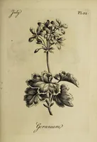 An illustration from The florist : containing sixty plates of the most beautiful flowers regularly dispos'd in their succession of blowing. To which is added an accurate description of their colours, with instructions for drawing & painting them according to nature : being a new work intended for the use & amusement of gentlemen and ladies delighting in that art. (1760)