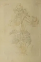 Picture 39 of 71 from The florist : containing sixty plates of the most beautiful flowers regularly dispos'd in their succession of blowing. To which is added an accurate description of their colours, with instructions for drawing & painting them according to nature : being a new work intended for the use & amusement of gentlemen and ladies delighting in that art. (1760), leaf 66