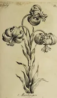 Picture 40 of 71 from The florist : containing sixty plates of the most beautiful flowers regularly dispos'd in their succession of blowing. To which is added an accurate description of their colours, with instructions for drawing & painting them according to nature : being a new work intended for the use & amusement of gentlemen and ladies delighting in that art. (1760), leaf 67