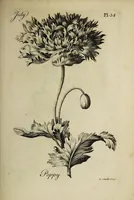 An illustration from The florist : containing sixty plates of the most beautiful flowers regularly dispos'd in their succession of blowing. To which is added an accurate description of their colours, with instructions for drawing & painting them according to nature : being a new work intended for the use & amusement of gentlemen and ladies delighting in that art. (1760)