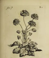 An illustration from The florist : containing sixty plates of the most beautiful flowers regularly dispos'd in their succession of blowing. To which is added an accurate description of their colours, with instructions for drawing & painting them according to nature : being a new work intended for the use & amusement of gentlemen and ladies delighting in that art. (1760)