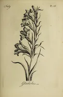 Picture 42 of 71 from The florist : containing sixty plates of the most beautiful flowers regularly dispos'd in their succession of blowing. To which is added an accurate description of their colours, with instructions for drawing & painting them according to nature : being a new work intended for the use & amusement of gentlemen and ladies delighting in that art. (1760), leaf 71