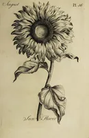 Picture 43 of 71 from The florist : containing sixty plates of the most beautiful flowers regularly dispos'd in their succession of blowing. To which is added an accurate description of their colours, with instructions for drawing & painting them according to nature : being a new work intended for the use & amusement of gentlemen and ladies delighting in that art. (1760), leaf 73