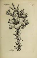 An illustration from The florist : containing sixty plates of the most beautiful flowers regularly dispos'd in their succession of blowing. To which is added an accurate description of their colours, with instructions for drawing & painting them according to nature : being a new work intended for the use & amusement of gentlemen and ladies delighting in that art. (1760)