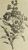 An illustration from The florist : containing sixty plates of the most beautiful flowers regularly dispos'd in their succession of blowing. To which is added an accurate description of their colours, with instructions for drawing & painting them according to nature : being a new work intended for the use & amusement of gentlemen and ladies delighting in that art. (1760)