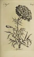 Picture 46 of 71 from The florist : containing sixty plates of the most beautiful flowers regularly dispos'd in their succession of blowing. To which is added an accurate description of their colours, with instructions for drawing & painting them according to nature : being a new work intended for the use & amusement of gentlemen and ladies delighting in that art. (1760), leaf 79