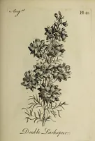 Picture 47 of 71 from The florist : containing sixty plates of the most beautiful flowers regularly dispos'd in their succession of blowing. To which is added an accurate description of their colours, with instructions for drawing & painting them according to nature : being a new work intended for the use & amusement of gentlemen and ladies delighting in that art. (1760), leaf 81