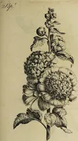 Picture 48 of 71 from The florist : containing sixty plates of the most beautiful flowers regularly dispos'd in their succession of blowing. To which is added an accurate description of their colours, with instructions for drawing & painting them according to nature : being a new work intended for the use & amusement of gentlemen and ladies delighting in that art. (1760), leaf 83
