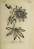 Picture 49 of 71 from The florist : containing sixty plates of the most beautiful flowers regularly dispos'd in their succession of blowing. To which is added an accurate description of their colours, with instructions for drawing & painting them according to nature : being a new work intended for the use & amusement of gentlemen and ladies delighting in that art. (1760), leaf 85
