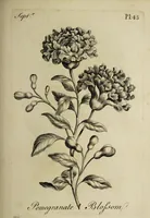 Picture 50 of 71 from The florist : containing sixty plates of the most beautiful flowers regularly dispos'd in their succession of blowing. To which is added an accurate description of their colours, with instructions for drawing & painting them according to nature : being a new work intended for the use & amusement of gentlemen and ladies delighting in that art. (1760), leaf 87