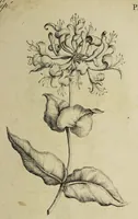 An illustration from The florist : containing sixty plates of the most beautiful flowers regularly dispos'd in their succession of blowing. To which is added an accurate description of their colours, with instructions for drawing & painting them according to nature : being a new work intended for the use & amusement of gentlemen and ladies delighting in that art. (1760)