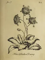 Picture 5 of 71 from The florist : containing sixty plates of the most beautiful flowers regularly dispos'd in their succession of blowing. To which is added an accurate description of their colours, with instructions for drawing & painting them according to nature : being a new work intended for the use & amusement of gentlemen and ladies delighting in that art. (1760), leaf 9
