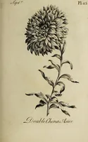 Picture 52 of 71 from The florist : containing sixty plates of the most beautiful flowers regularly dispos'd in their succession of blowing. To which is added an accurate description of their colours, with instructions for drawing & painting them according to nature : being a new work intended for the use & amusement of gentlemen and ladies delighting in that art. (1760), leaf 91