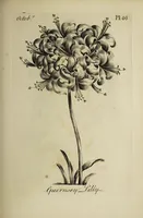 Picture 53 of 71 from The florist : containing sixty plates of the most beautiful flowers regularly dispos'd in their succession of blowing. To which is added an accurate description of their colours, with instructions for drawing & painting them according to nature : being a new work intended for the use & amusement of gentlemen and ladies delighting in that art. (1760), leaf 93