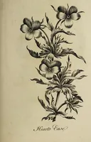 An illustration from The florist : containing sixty plates of the most beautiful flowers regularly dispos'd in their succession of blowing. To which is added an accurate description of their colours, with instructions for drawing & painting them according to nature : being a new work intended for the use & amusement of gentlemen and ladies delighting in that art. (1760)