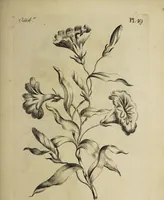 An illustration from The florist : containing sixty plates of the most beautiful flowers regularly dispos'd in their succession of blowing. To which is added an accurate description of their colours, with instructions for drawing & painting them according to nature : being a new work intended for the use & amusement of gentlemen and ladies delighting in that art. (1760)