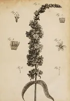 An illustration from Dissertatio inauguralis medica de lysimachiae purpureae sive lythri salicariae Linn. virtute medicinali non dubia ... / [Johannes Scherbius]. (1790)