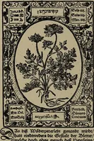 An illustration from Historia unnd Beschreibung Influentischer, Elementischer und Natürlicher Wirckungen, aller fremden unnd heimischen Erdgewechssen : auch irer Subtiliteten, sampt Warhasstiger und künstlicher Conterfeitung derselbigen, auch aller teiler, Innerlicher und eüfferlicher glider am menschlichen Cörper, nebend fürbildung aller zu der Extraction dienstlichen Instrumenten, auch deren gebrauch, und alle zu erhaltung der gesundheit notwendigen Processen gemeiné nutz zu gut / durch Leonhardt Thurneysser zum Tuhrn. (1922)