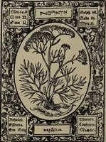 An illustration from Historia unnd Beschreibung Influentischer, Elementischer und Natürlicher Wirckungen, aller fremden unnd heimischen Erdgewechssen : auch irer Subtiliteten, sampt Warhasstiger und künstlicher Conterfeitung derselbigen, auch aller teiler, Innerlicher und eüfferlicher glider am menschlichen Cörper, nebend fürbildung aller zu der Extraction dienstlichen Instrumenten, auch deren gebrauch, und alle zu erhaltung der gesundheit notwendigen Processen gemeiné nutz zu gut / durch Leonhardt Thurneysser zum Tuhrn. (1922)