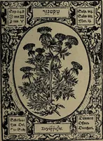 Picture 48 of 56 from Historia unnd Beschreibung Influentischer, Elementischer und Natürlicher Wirckungen, aller fremden unnd heimischen Erdgewechssen : auch irer Subtiliteten, sampt Warhasstiger und künstlicher Conterfeitung derselbigen, auch aller teiler, Innerlicher und eüfferlicher glider am menschlichen Cörper, nebend fürbildung aller zu der Extraction dienstlichen Instrumenten, auch deren gebrauch, und alle zu erhaltung der gesundheit notwendigen Processen gemeiné nutz zu gut / durch Leonhardt Thurneysser zum Tuhrn. (1922), leaf 151