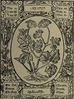 An illustration from Historia unnd Beschreibung Influentischer, Elementischer und Natürlicher Wirckungen, aller fremden unnd heimischen Erdgewechssen : auch irer Subtiliteten, sampt Warhasstiger und künstlicher Conterfeitung derselbigen, auch aller teiler, Innerlicher und eüfferlicher glider am menschlichen Cörper, nebend fürbildung aller zu der Extraction dienstlichen Instrumenten, auch deren gebrauch, und alle zu erhaltung der gesundheit notwendigen Processen gemeiné nutz zu gut / durch Leonhardt Thurneysser zum Tuhrn. (1922)