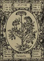 Picture 12 of 56 from Historia unnd Beschreibung Influentischer, Elementischer und Natürlicher Wirckungen, aller fremden unnd heimischen Erdgewechssen : auch irer Subtiliteten, sampt Warhasstiger und künstlicher Conterfeitung derselbigen, auch aller teiler, Innerlicher und eüfferlicher glider am menschlichen Cörper, nebend fürbildung aller zu der Extraction dienstlichen Instrumenten, auch deren gebrauch, und alle zu erhaltung der gesundheit notwendigen Processen gemeiné nutz zu gut / durch Leonhardt Thurneysser zum Tuhrn. (1922), leaf 37